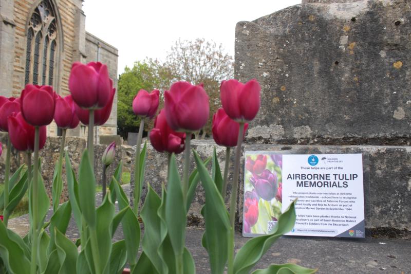 Tulips